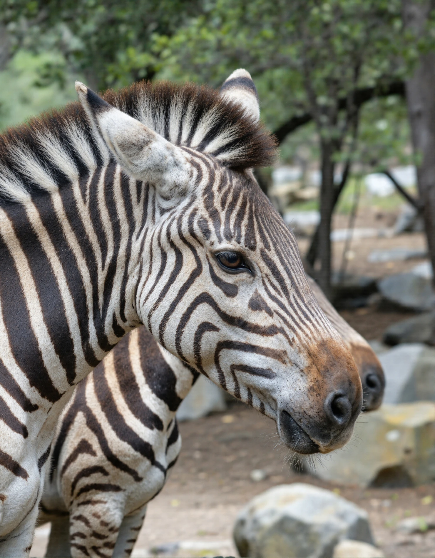 Close-up portrait of a Grvy's zebra with striking stripes #40466