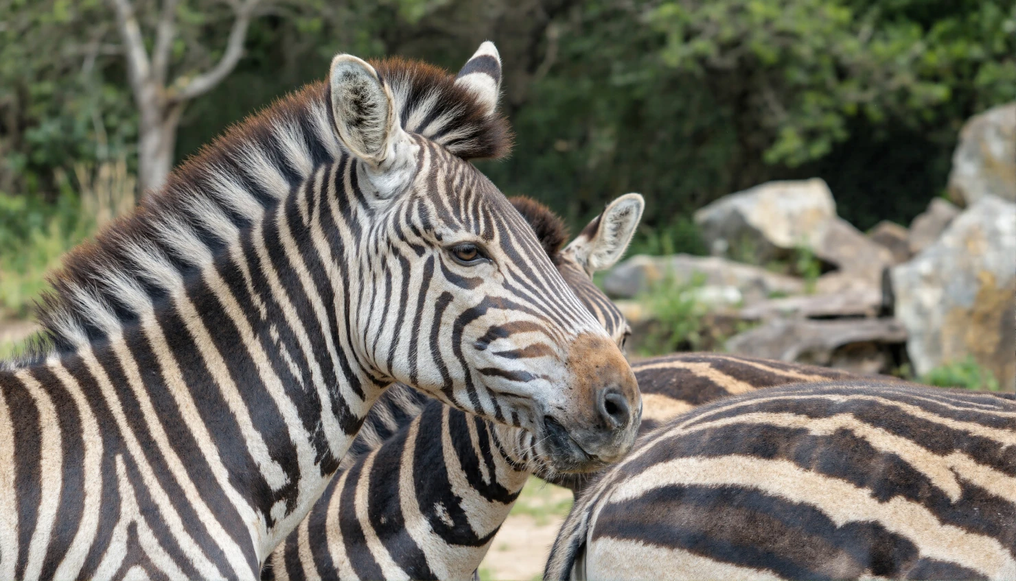Zebras in their natural habitat, displaying black and white stripes #40467