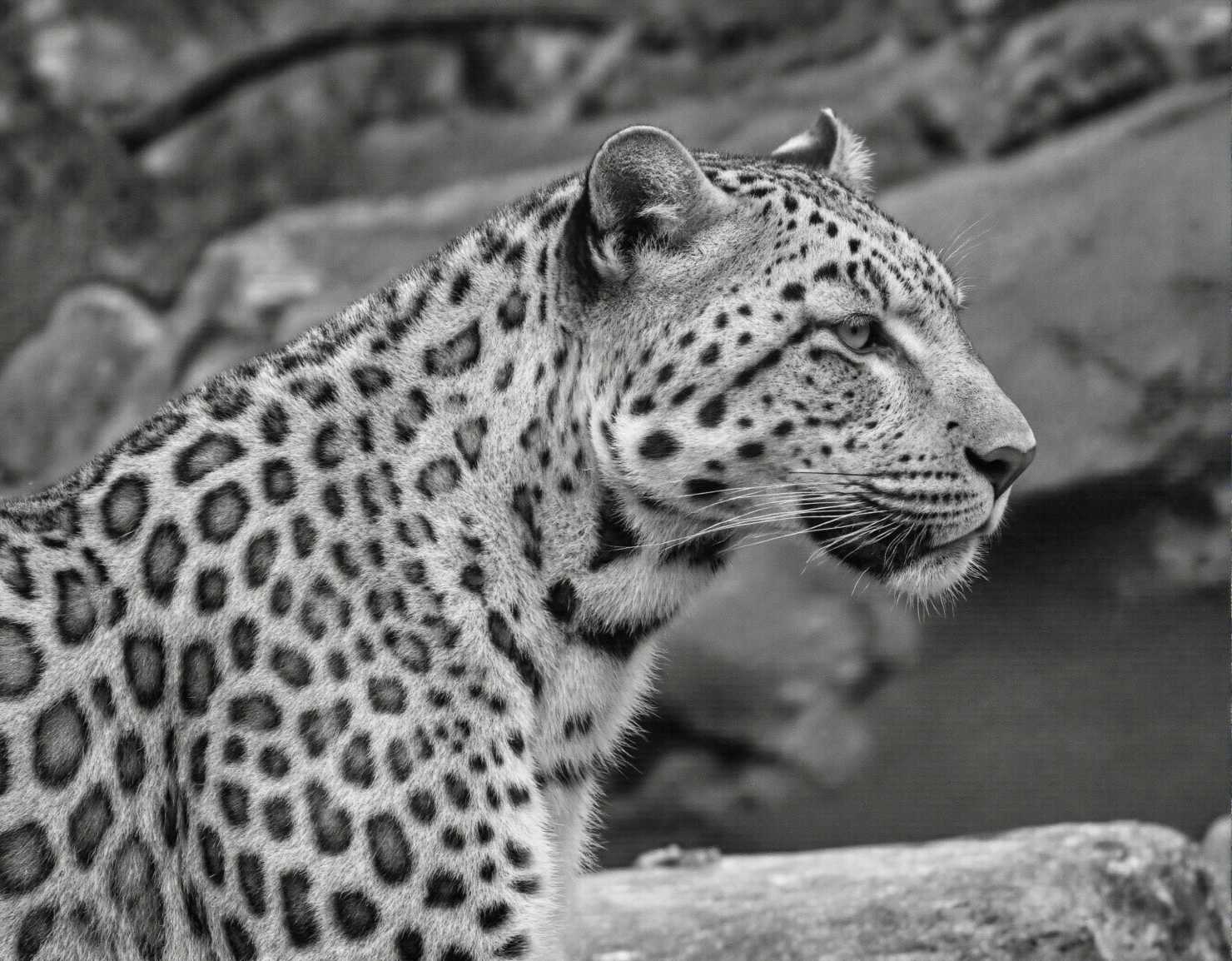 Leopard Profile in Black and White #40469