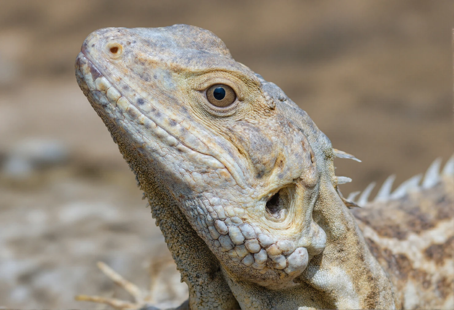 Close-up of a Desert Iguana #40471