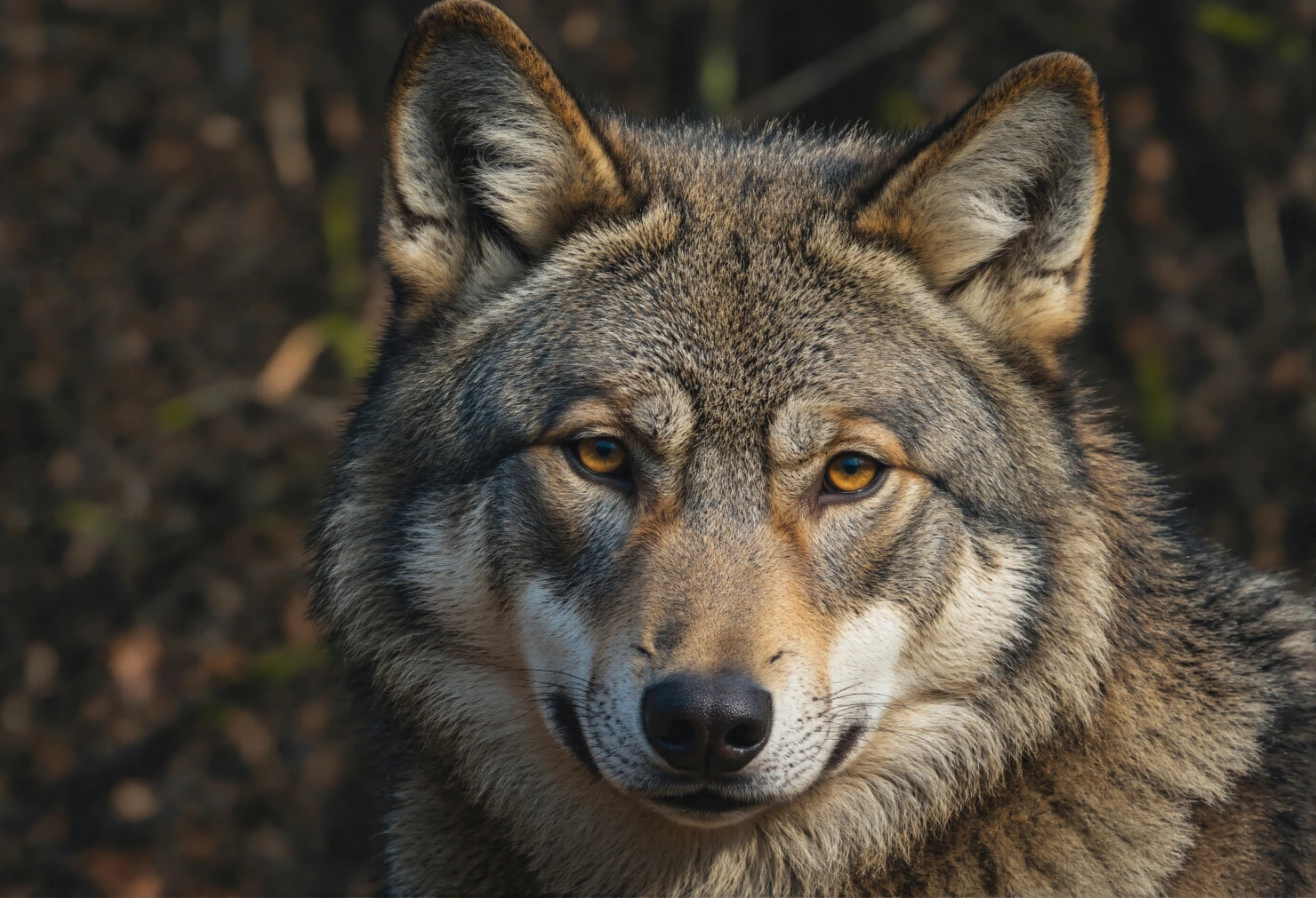 Close-up portrait of a majestic wolf with piercing eyes #40472