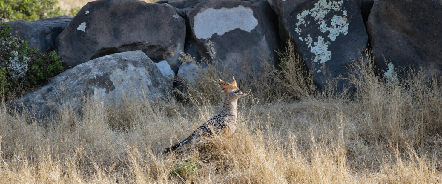 Crested Lark in Natural Habitat #40477