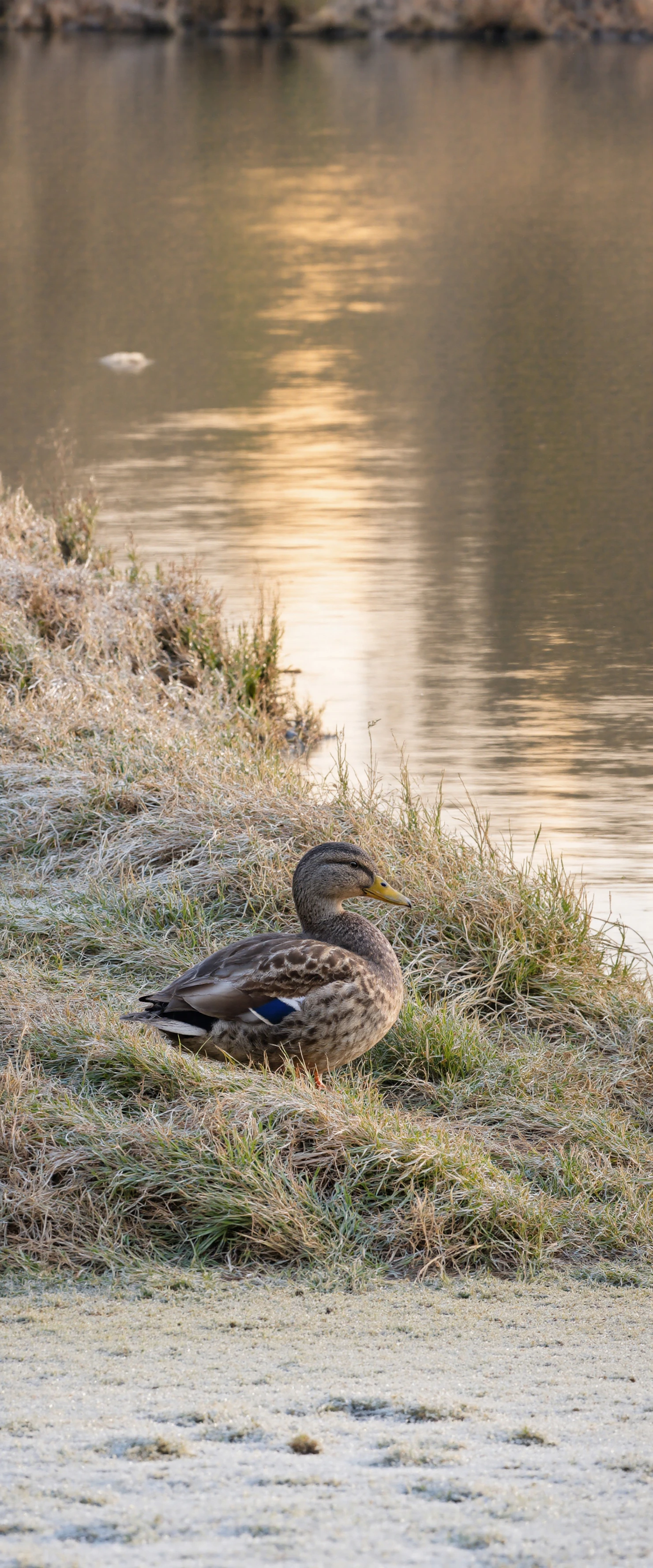 Duck Resting by Lakeside #40478