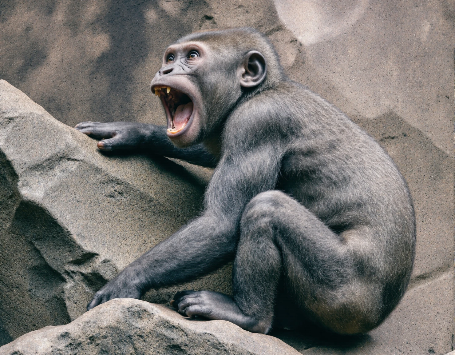Gorilla yawning on a rocky outcrop #40479
