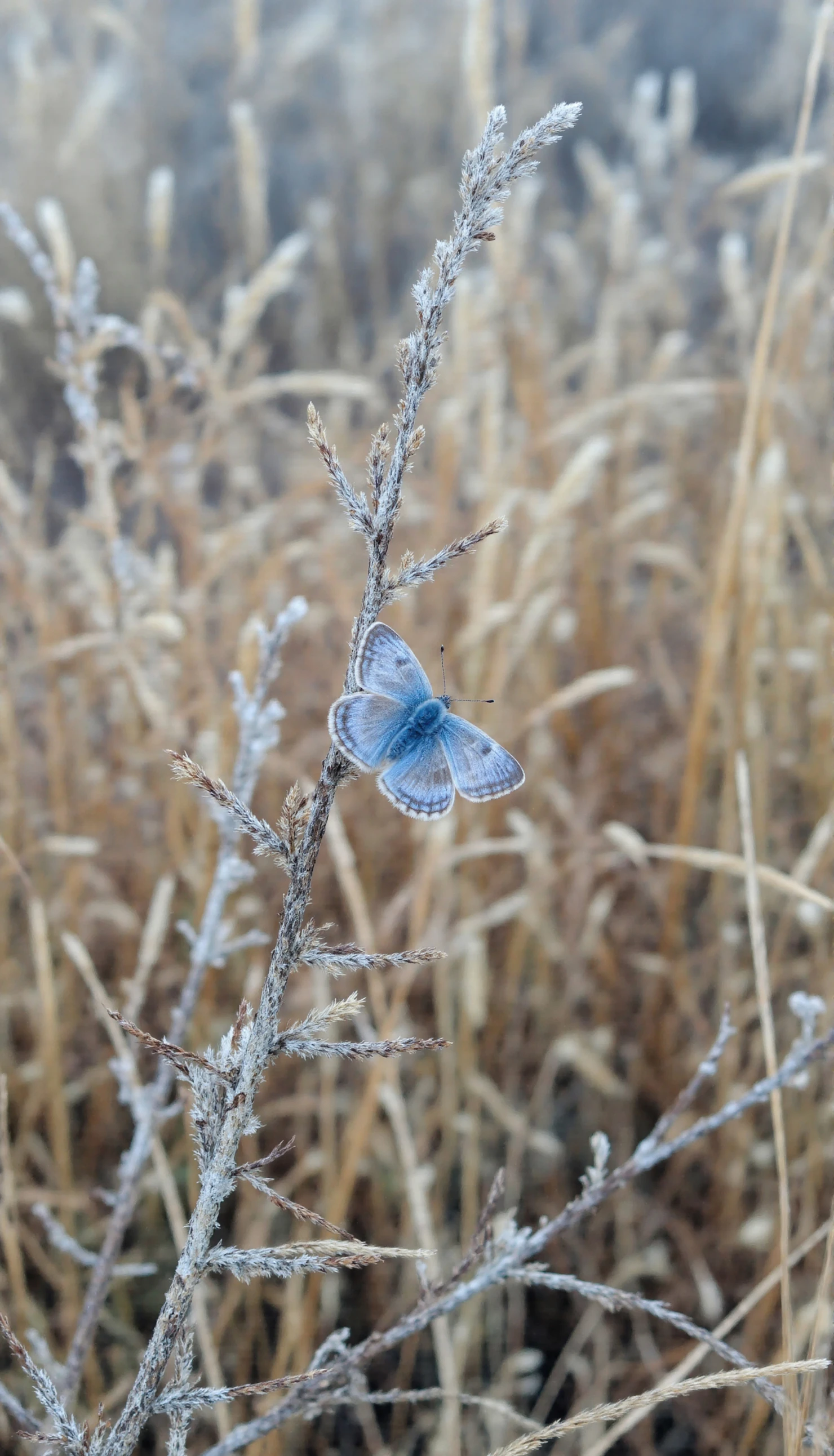 A Delicate Blue Butterfly on a Frosted Branch in a Winter Landscape #40480