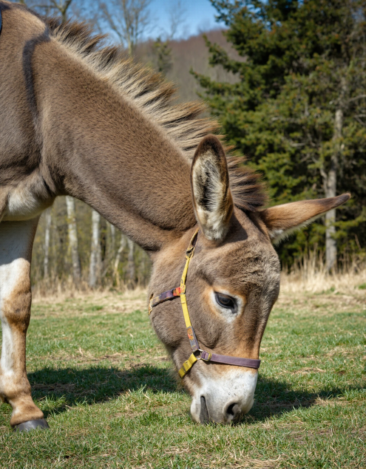 Donkey grazing in a grassy field with trees in the background on a sunny day. #40481