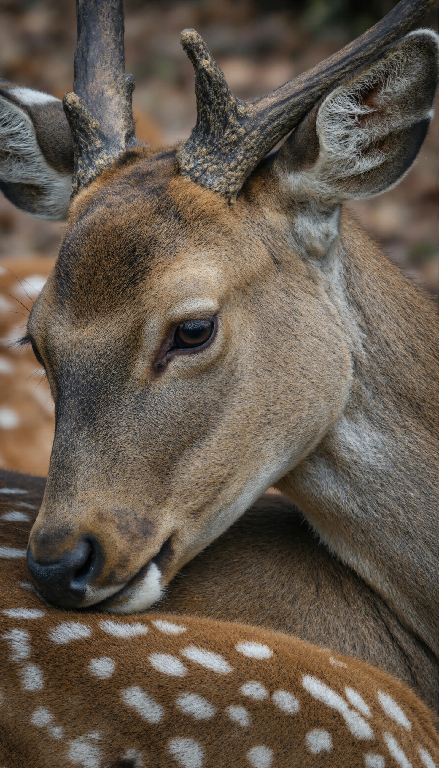 Close-up of a majestic deer, showcasing its antlers and detailed fur #40485