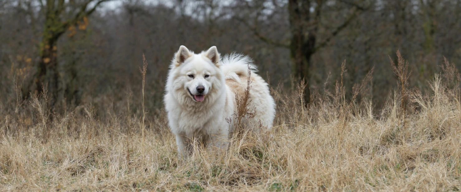 Fluffy White Dog in a Field #40486