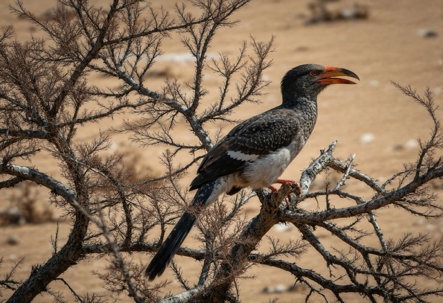 African Grey Hornbill Perched on a Branch in Arid Landscape #40487