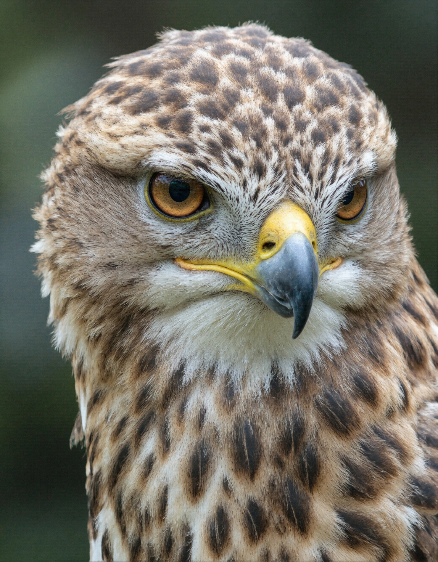 Close-up of a fierce hawk with intense gaze and detailed feather patterns #40490