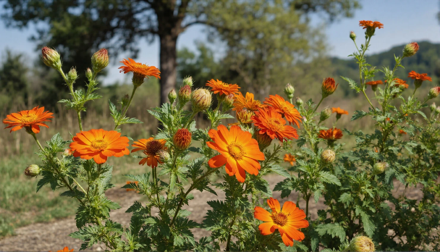 Vibrant Orange Flowers Blooming in a Sunny Field #40491