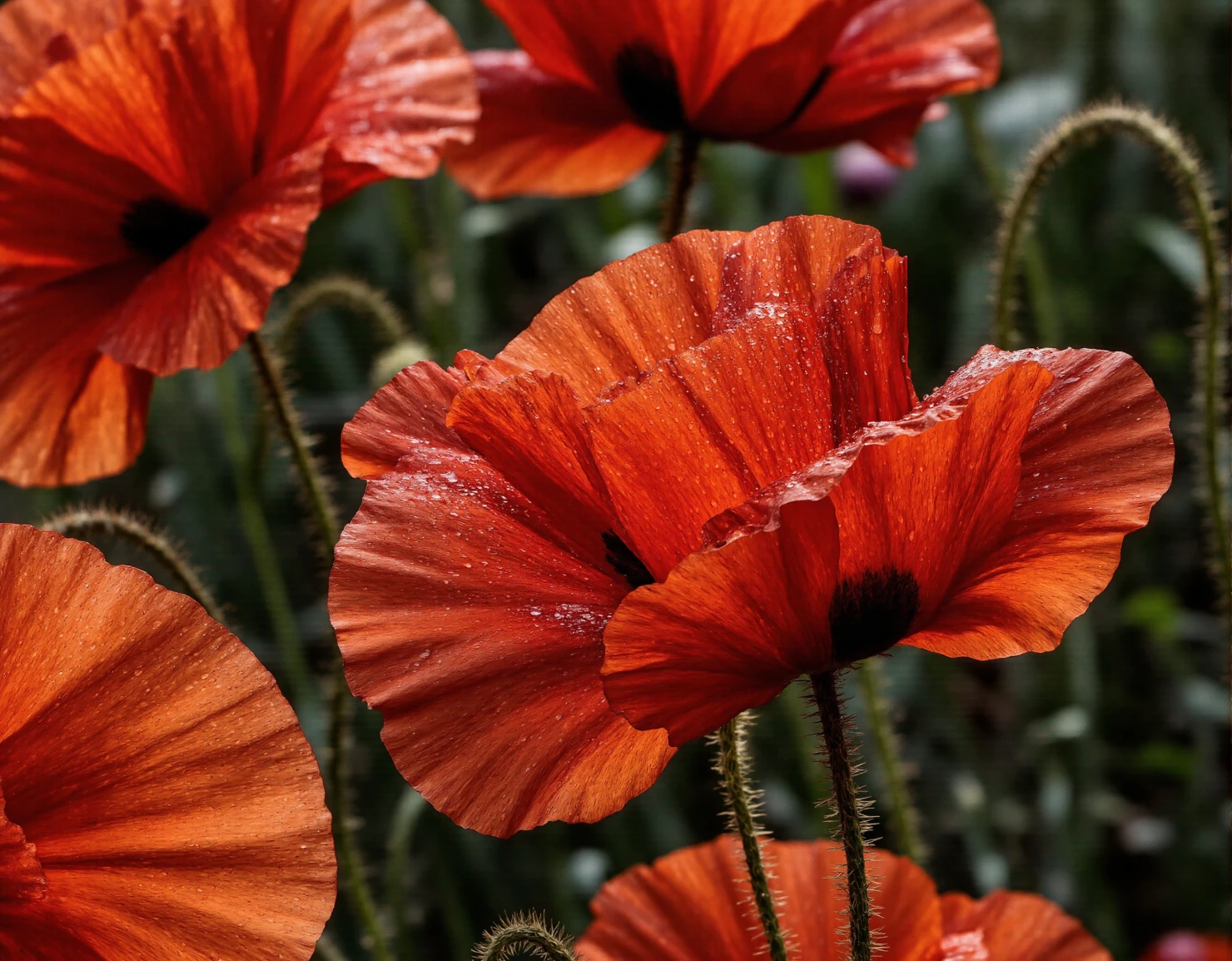 Vibrant Red Poppies with Dew Drops in a Summer Garden #40493