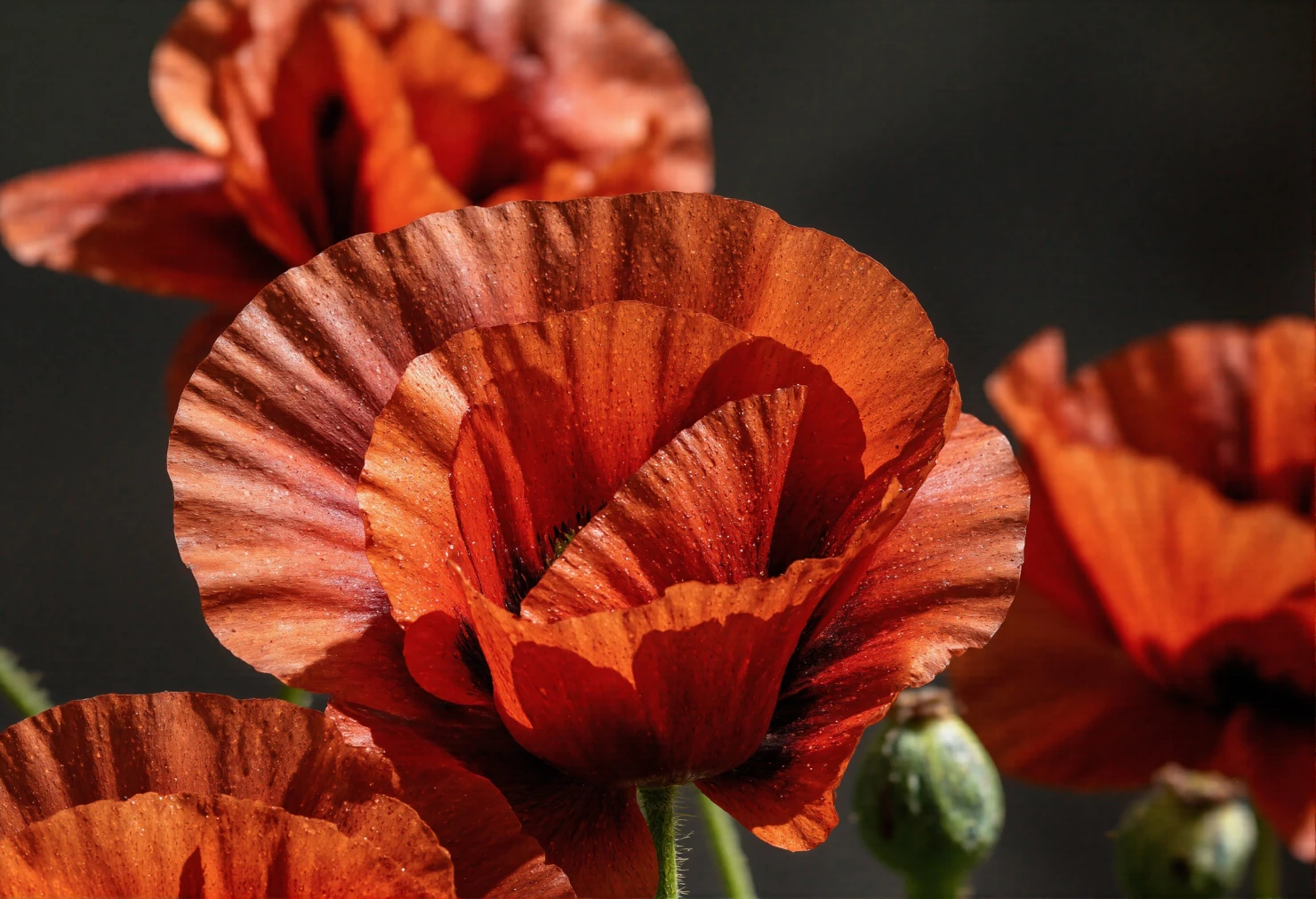 Striking Red Poppies with Dark Background #40495