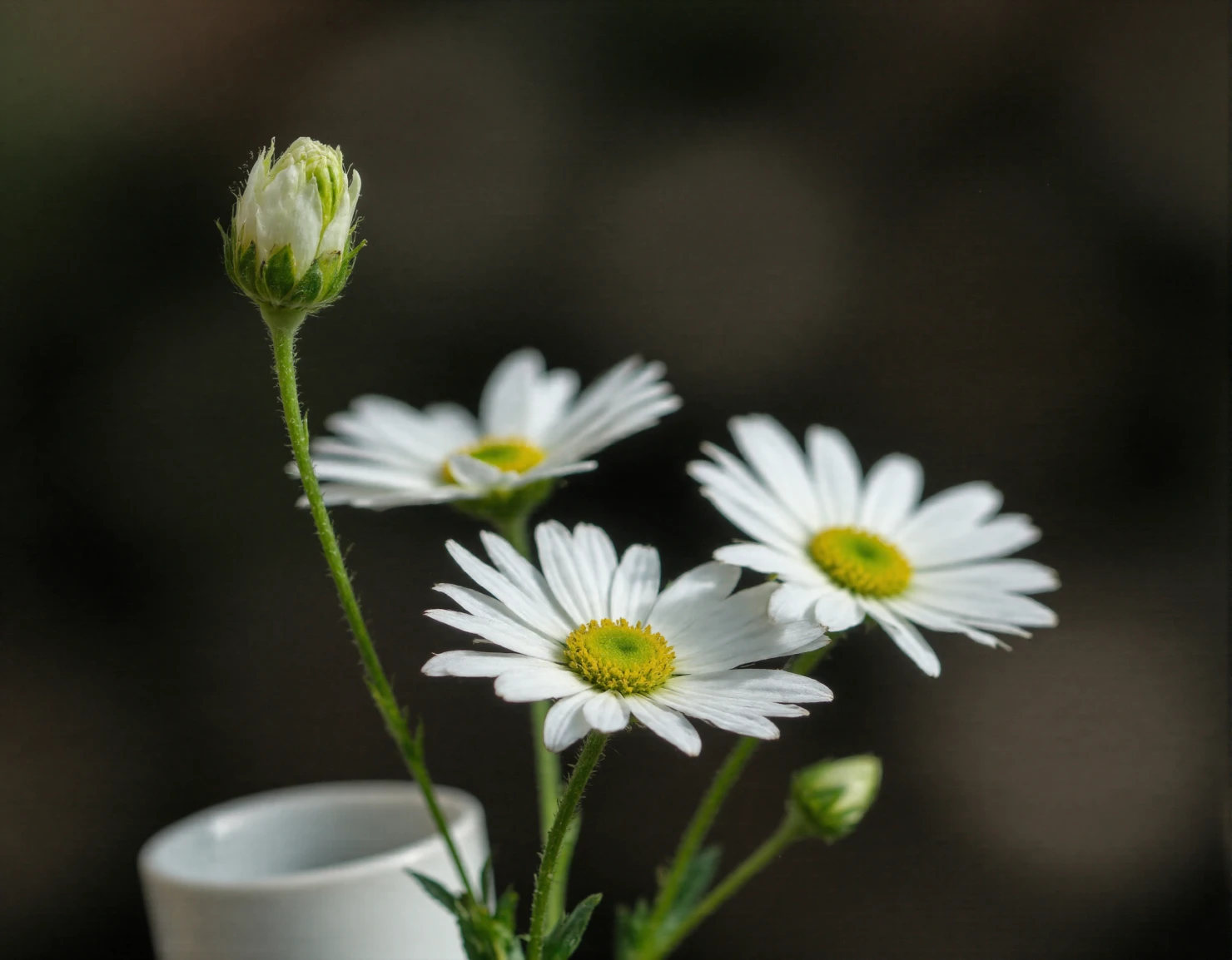 Delicate Daisies in a White Vase #40496
