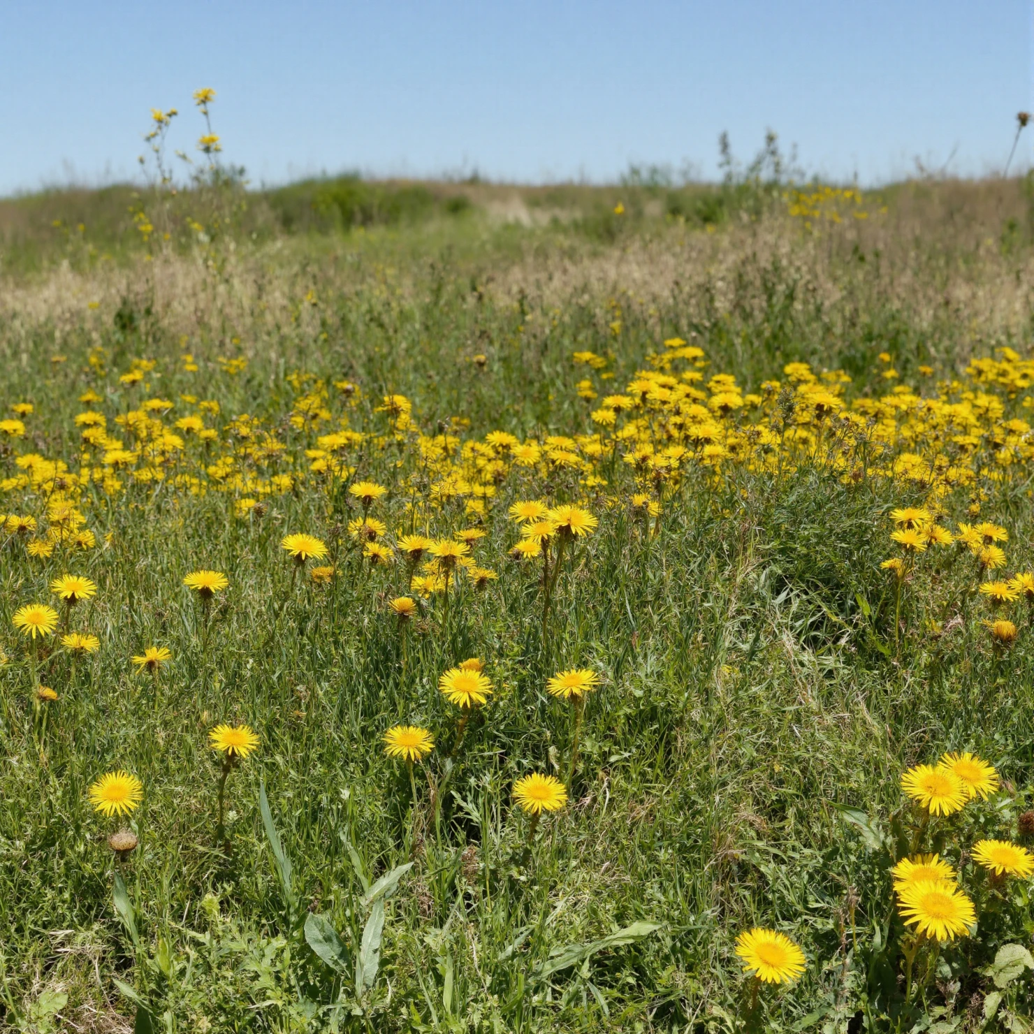 Vibrant Yellow Dandelions in a Grassy Meadow #40497
