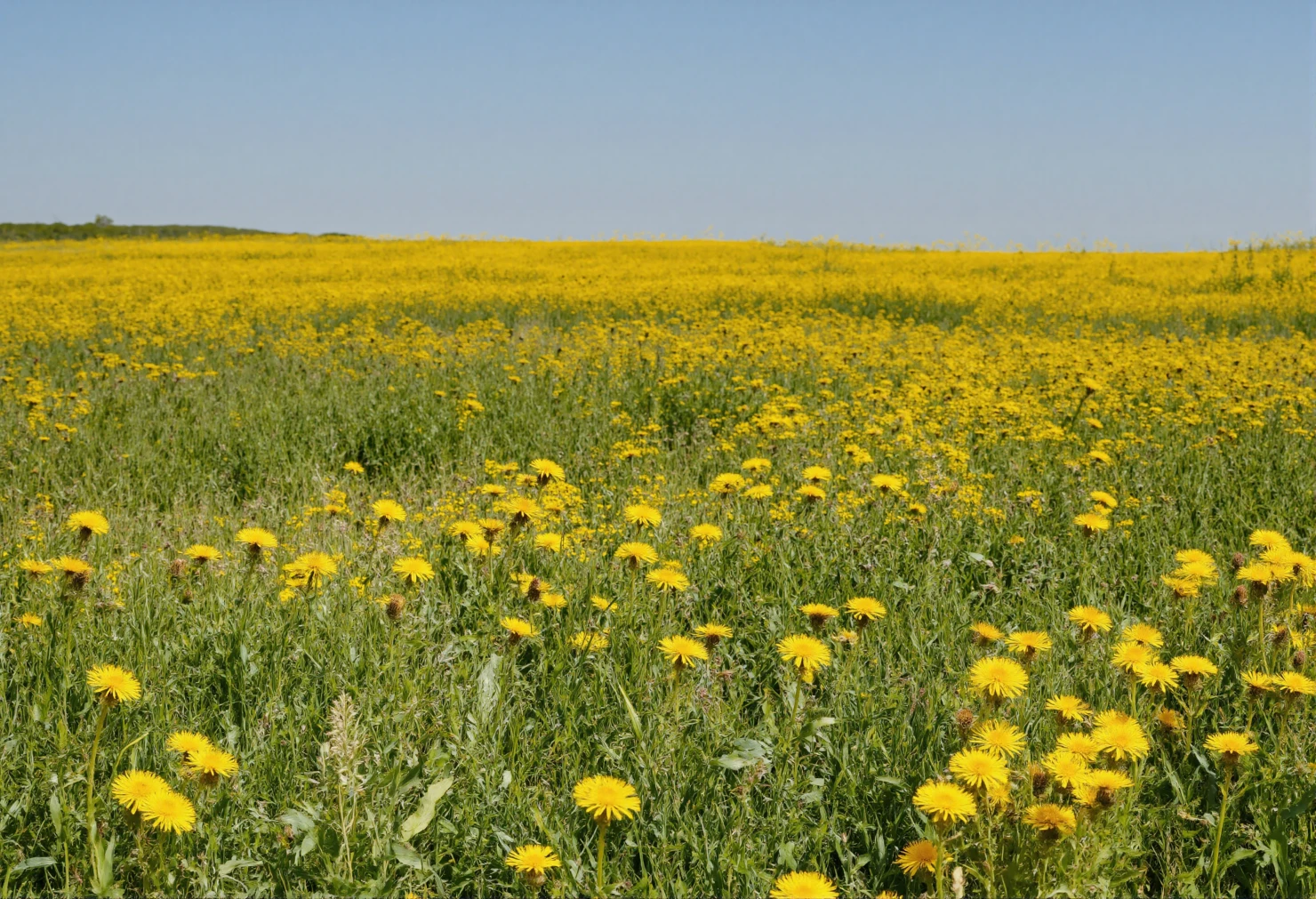 Vast Field of Yellow Dandelions Under a Clear Blue Sky #40498