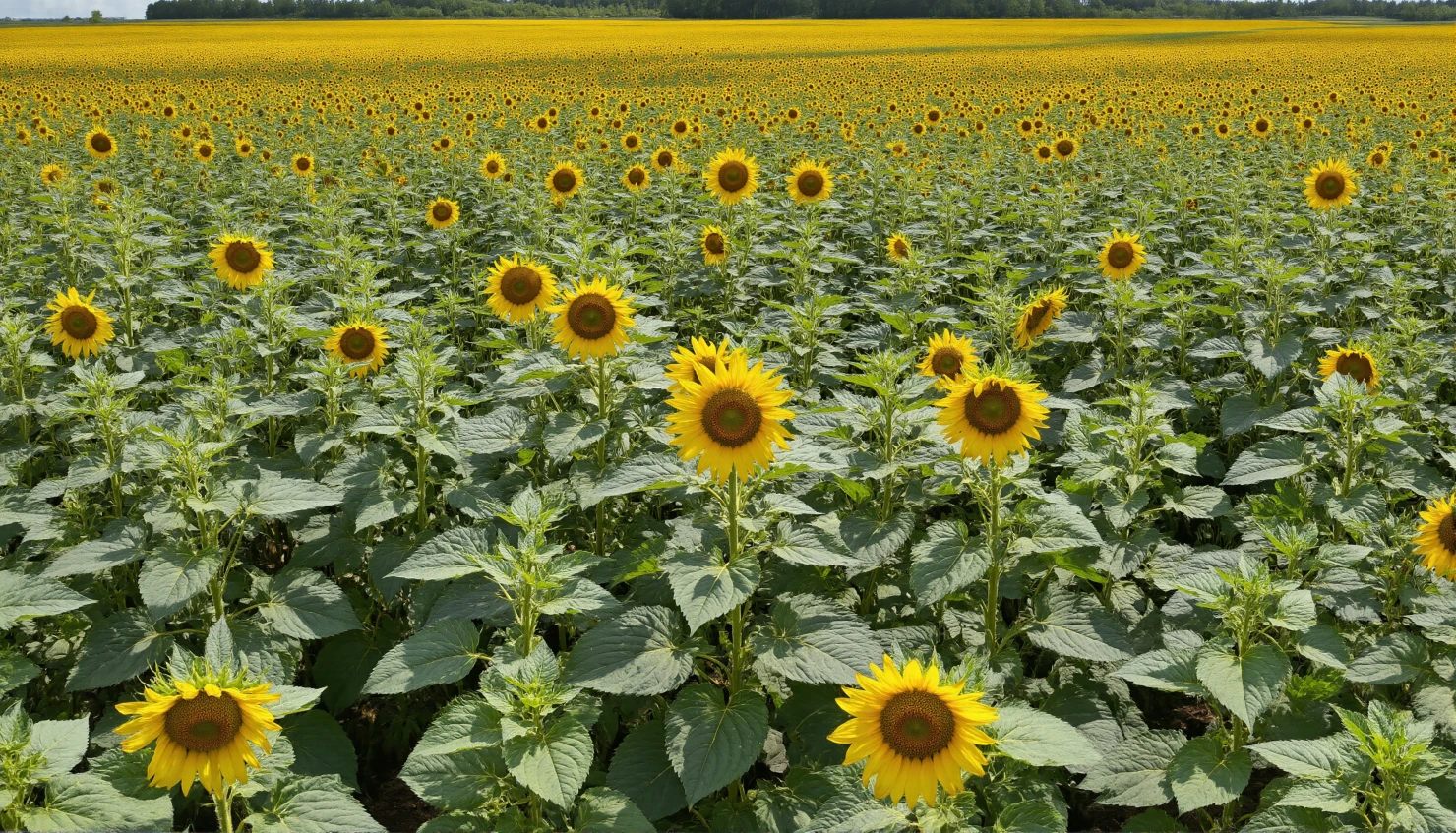 Vast Golden Sunflower Field Under a Bright Summer Sky #40499