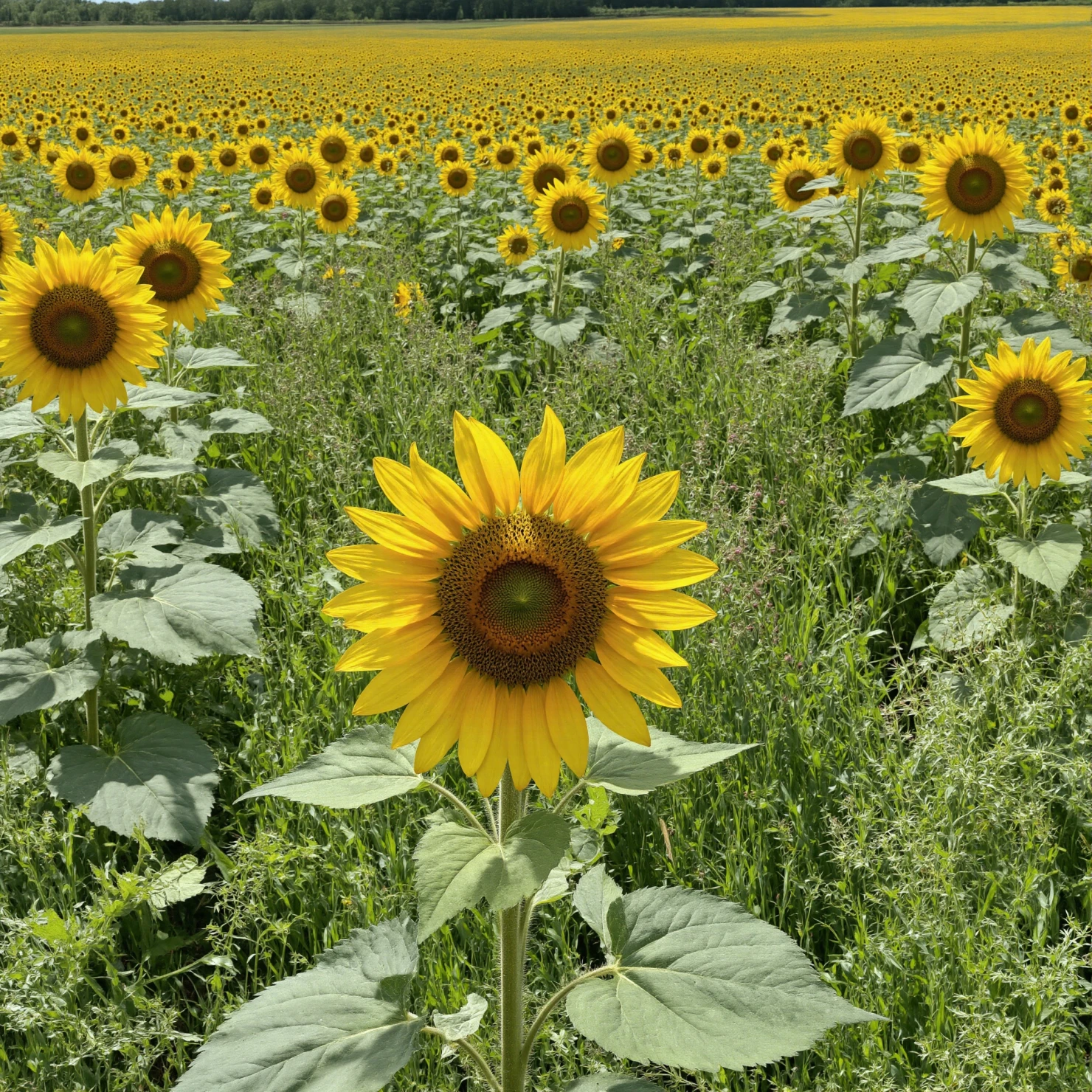 Golden Sunflowers Stretching to the Horizon on a Sunny Day #40500