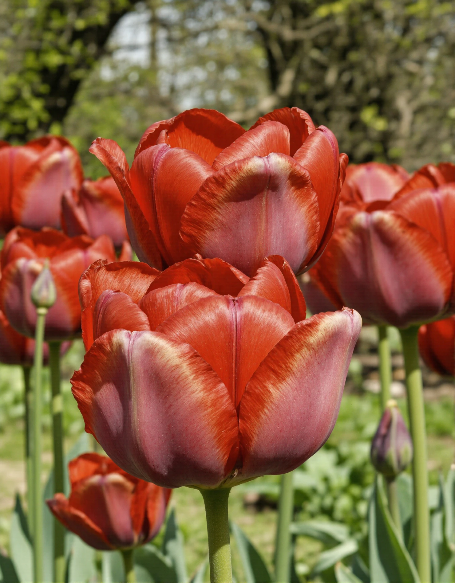 Vibrant Red and Purple Tulips in a Spring Garden #40501