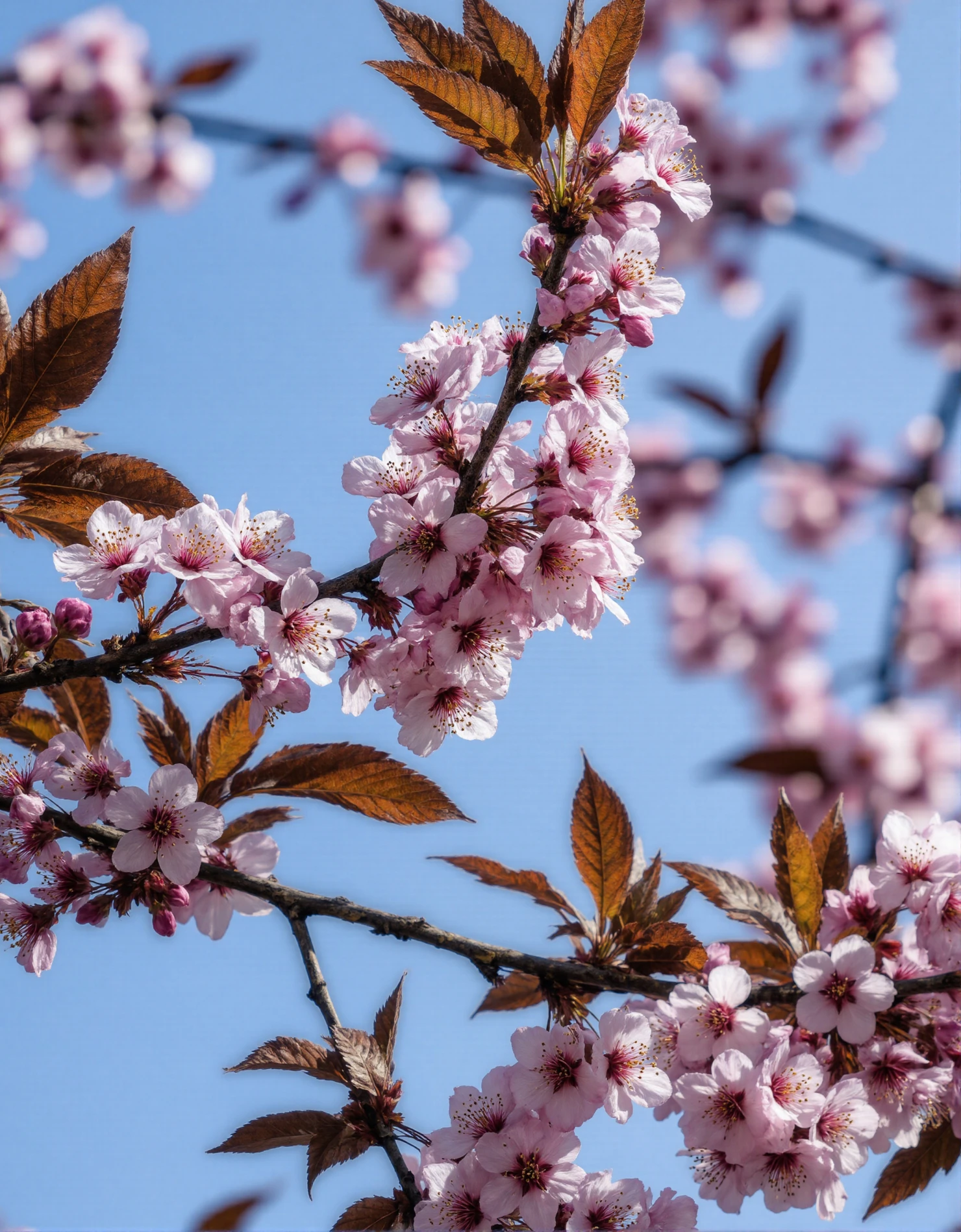 Spring Cherry Blossoms in Full Bloom Against a Blue Sky #40502