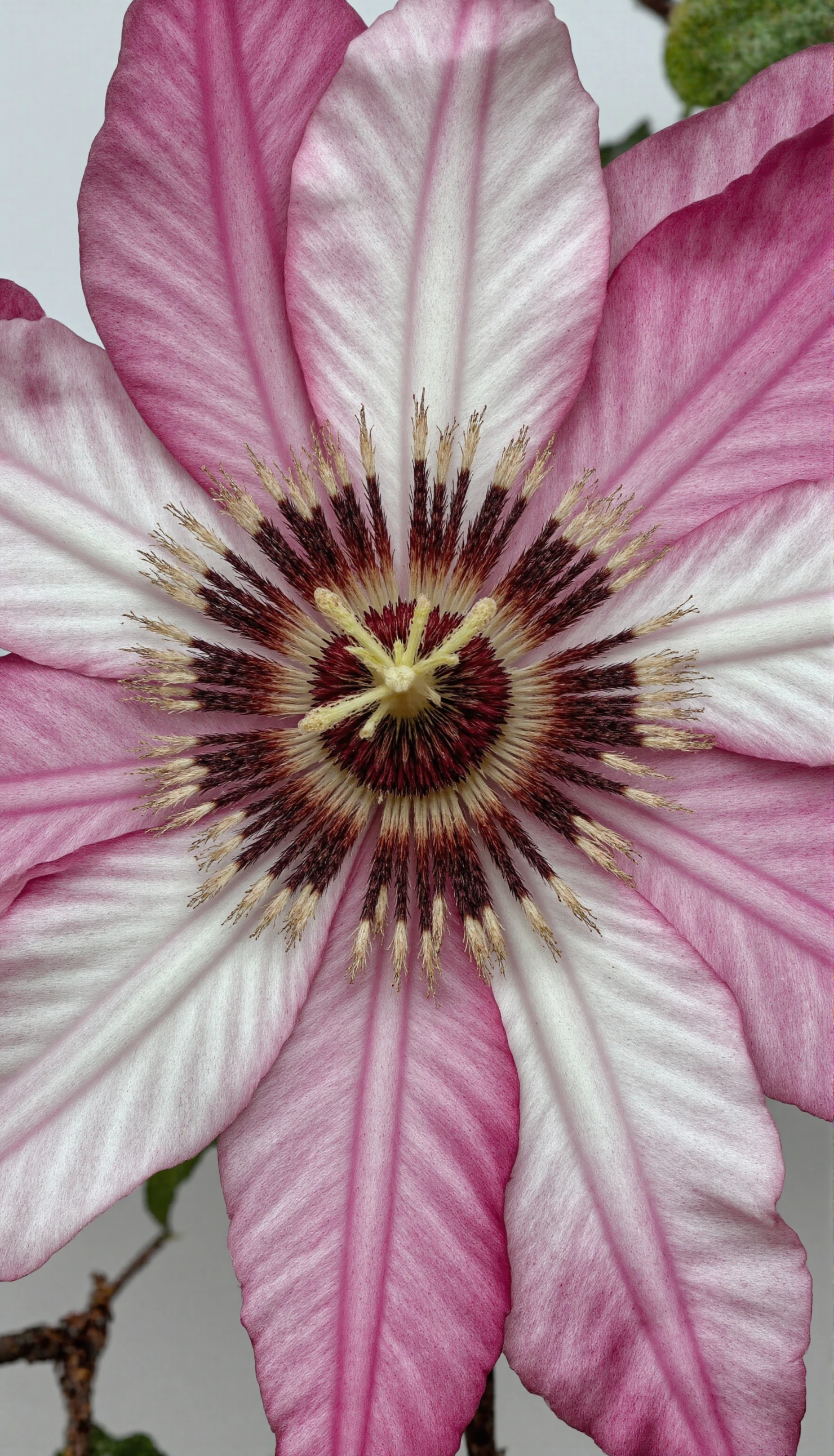 Vibrant Pink and White Clematis Flower Close-up with Detailed Center #40503