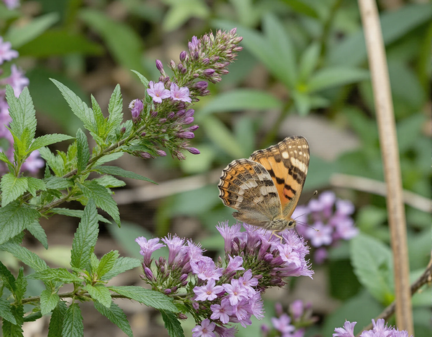 Vibrant Painted Lady Butterfly on Purple Flowers #40504