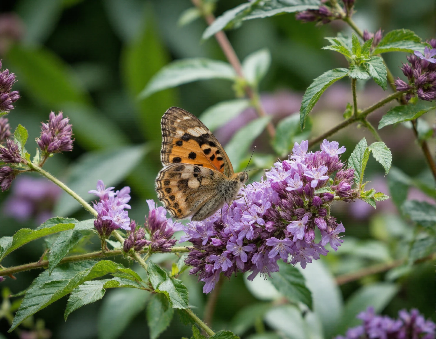Painted Lady Butterfly on Purple Butterfly Bush #40505