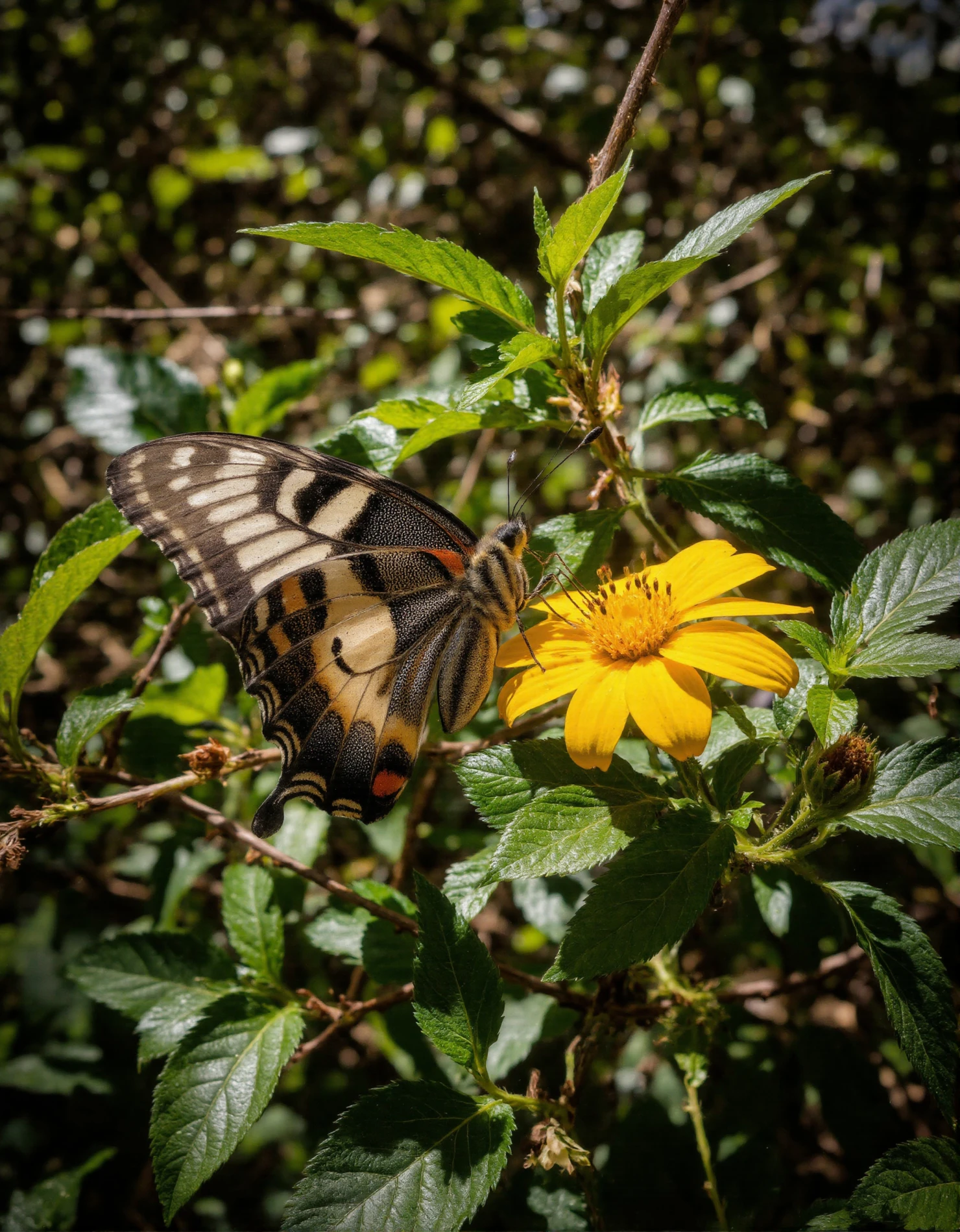Butterfly Nectaring on a Bright Yellow Flower in Nature #40506