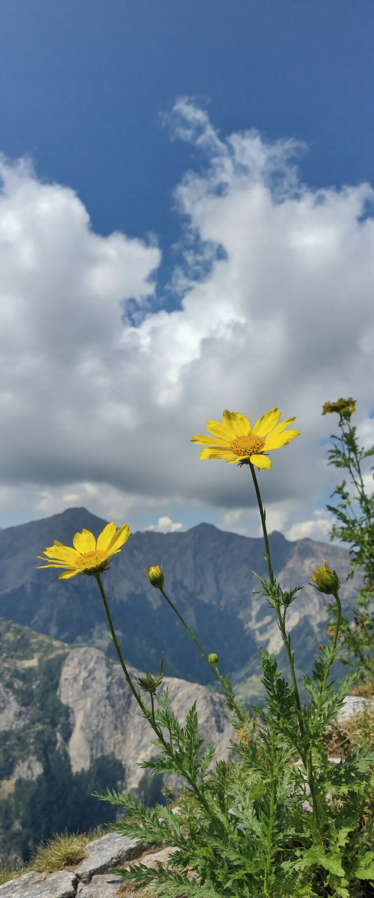 Yellow Wildflowers with Majestic Mountains and Cloudy Sky #40507
