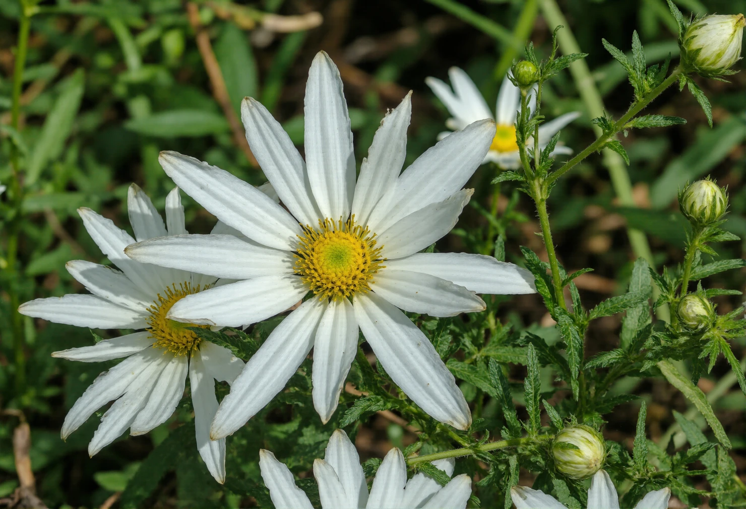 Close-up of beautiful white daisy-like flowers with yellow centers in nature #40508