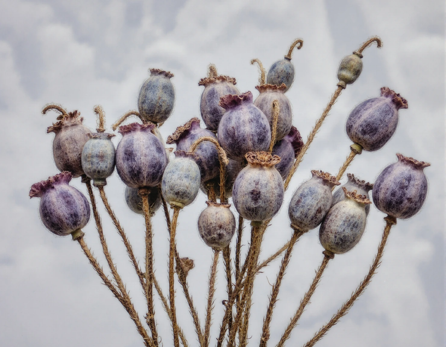 Dried Poppy Seed Pods Against a Soft Winter Backdrop #40509
