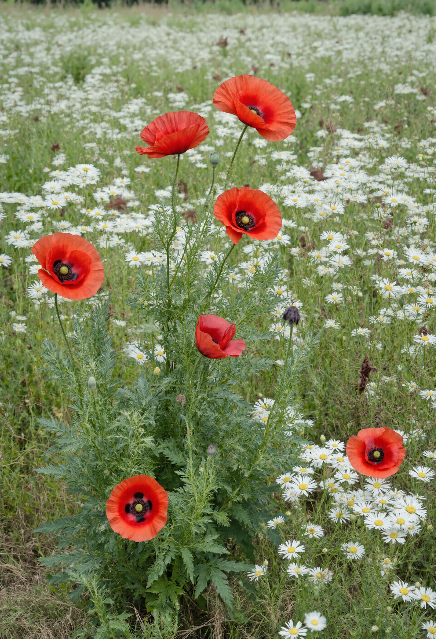 Vibrant Red Poppies in a Daisy Field #40510