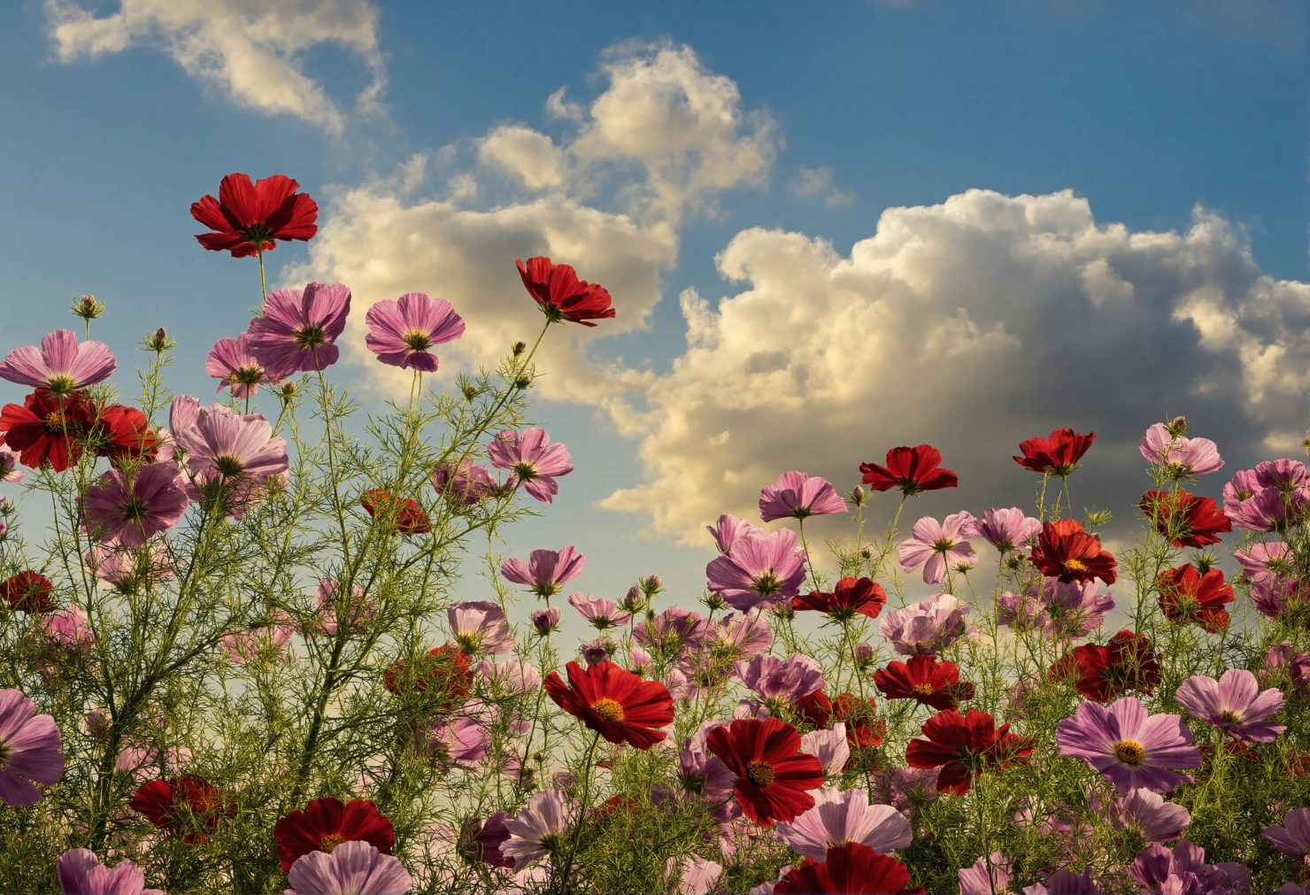 Vibrant Cosmos Flowers Under a Cloudy Sky #40512