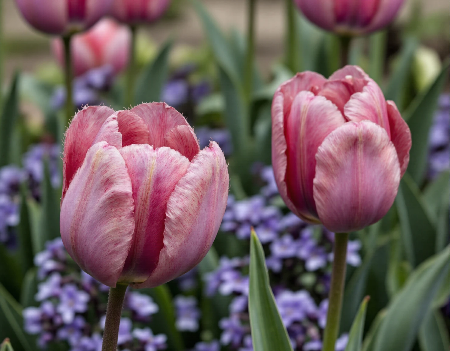 Vibrant Pink Tulips in a Spring Garden #40513