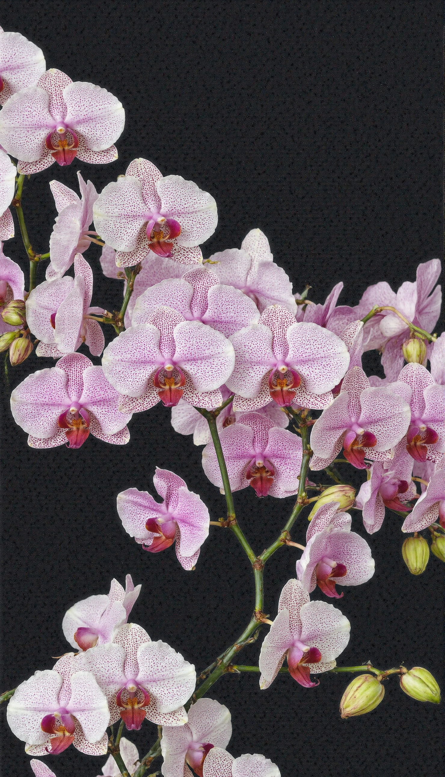 Elegant Pink Phalaenopsis Orchids on a Dark Background #40514