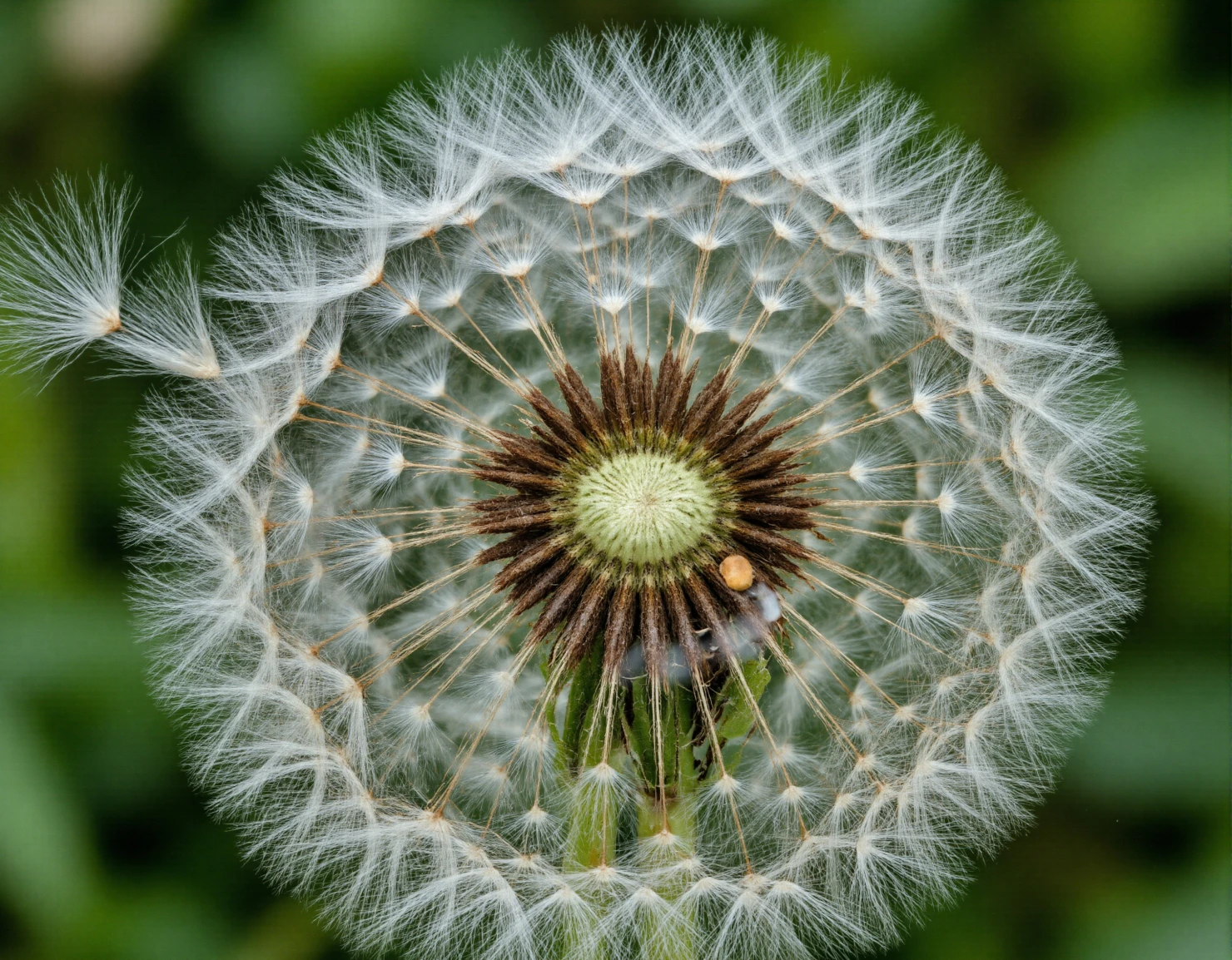 Delicate Dandelion Seed Head in Macro View #40515
