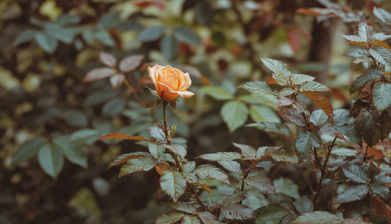 Delicate Peach Rose Amidst Green Foliage #40516