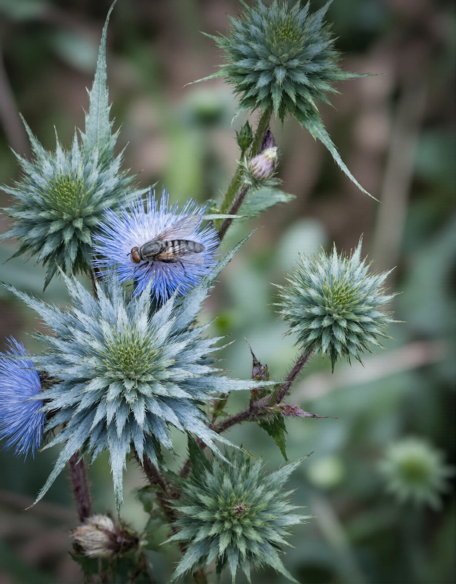 Hoverfly on a Spiky Blue Globe Thistle Bloom #40518