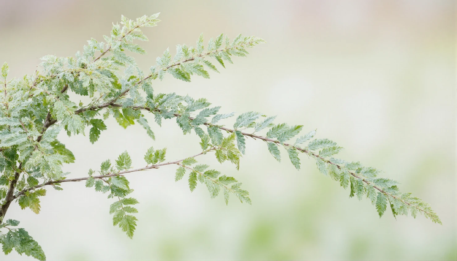 Delicate Green Foliage in Soft Light #40519