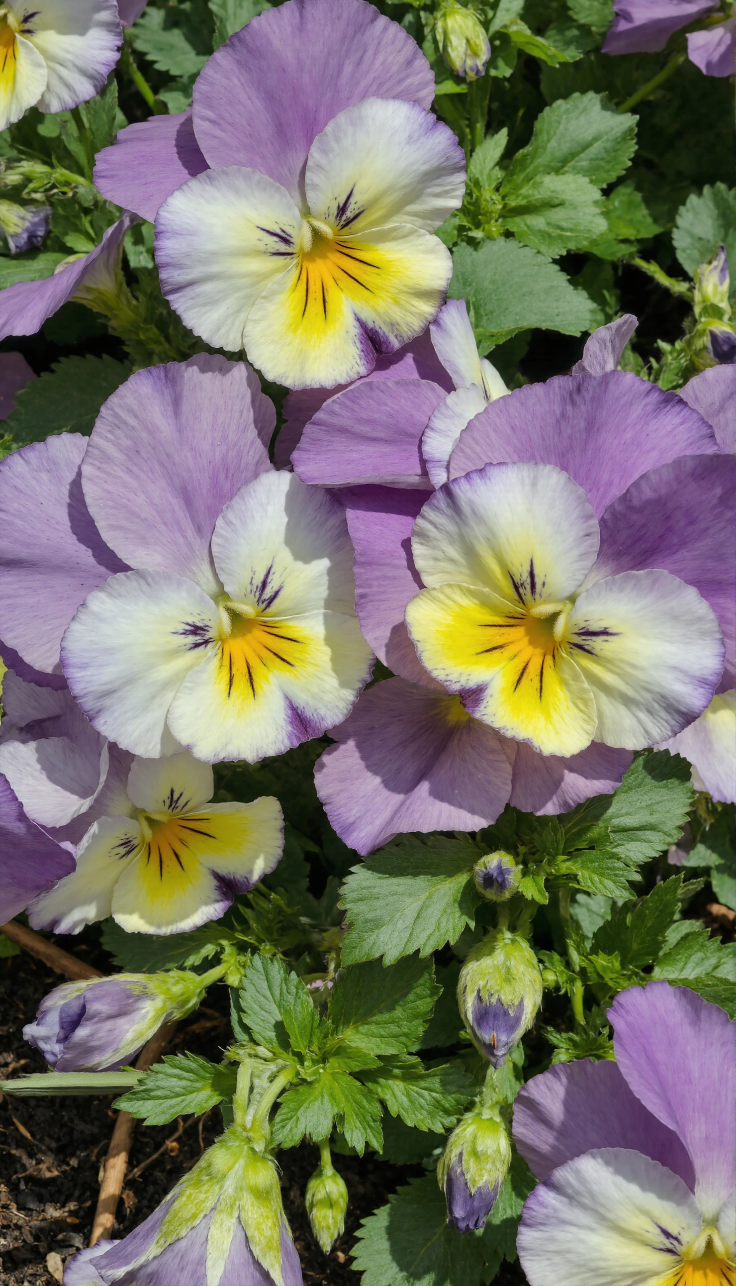 Vibrant Purple and Yellow Pansies in Bloom #40521
