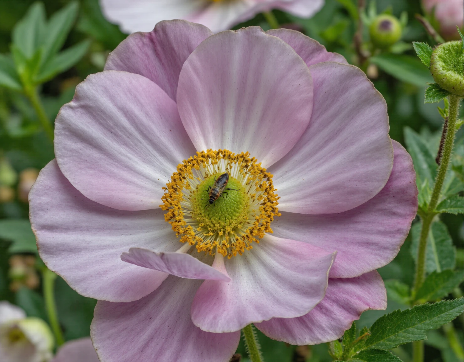 Delicate Pink Anemone Flower with Pollinating Insect #40522