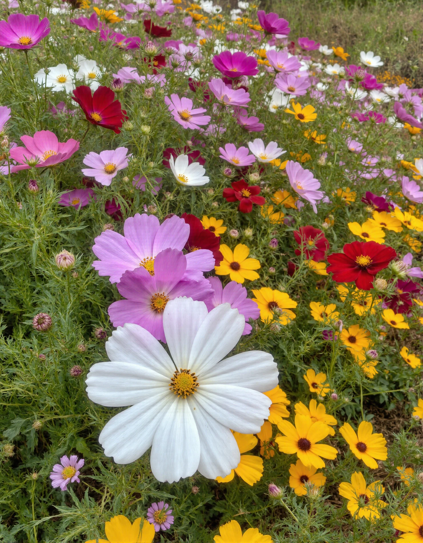 Vibrant Field of Cosmos Flowers in Bloom #40523