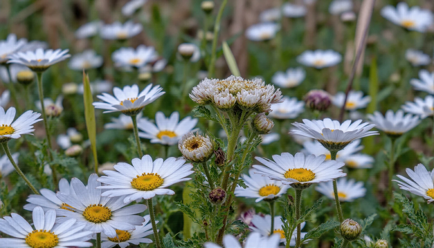 Field of White Daisies Blooming in Spring #40526