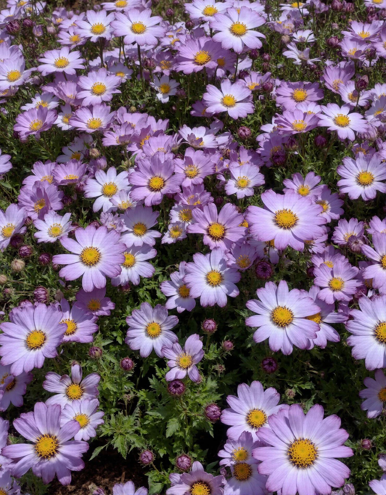 Vibrant Lavender Daisy Field in Bloom #40527