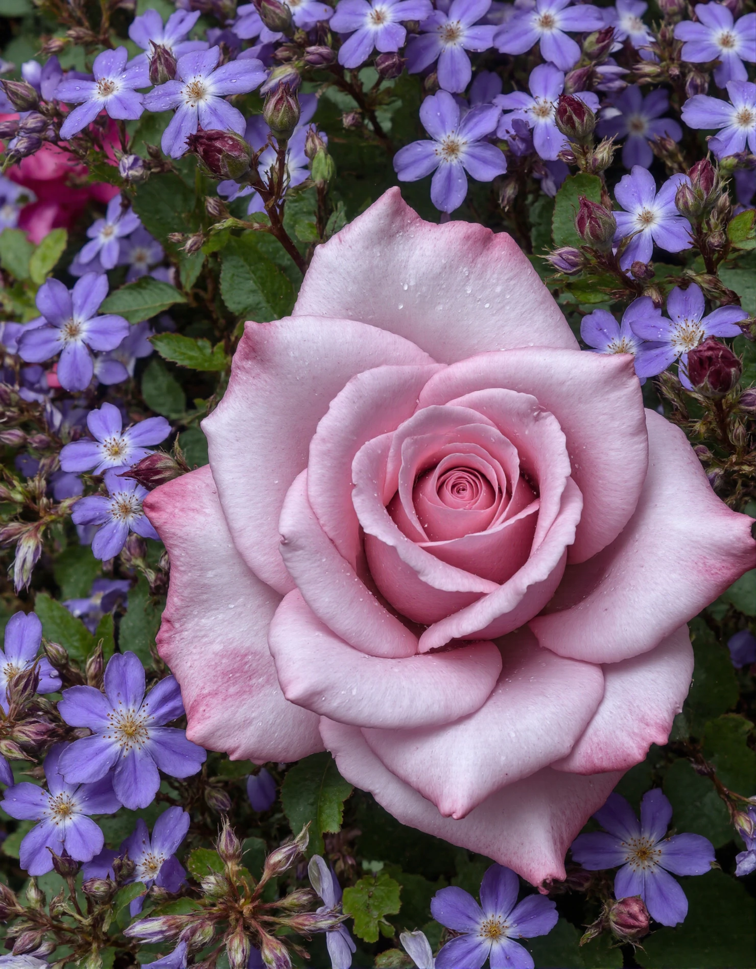 Elegant Pink Rose Amidst Purple Blossoms #40529