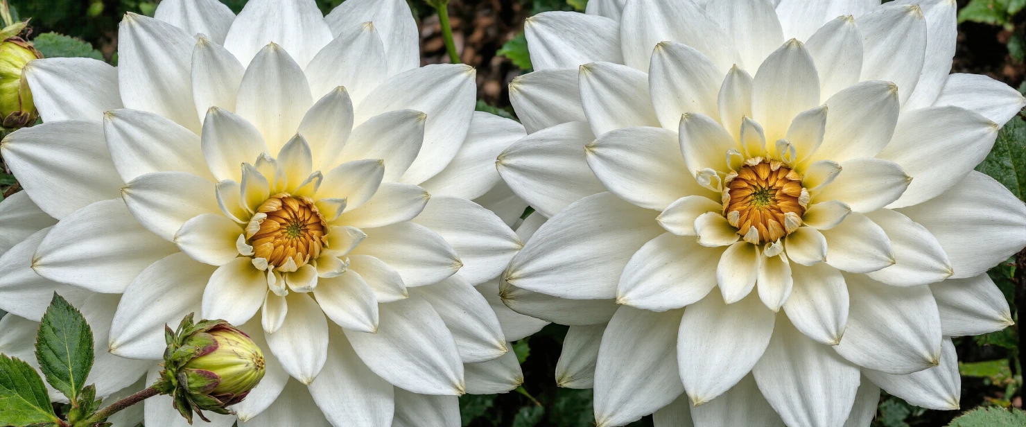 Two Elegant White Dahlias in Full Bloom #40534