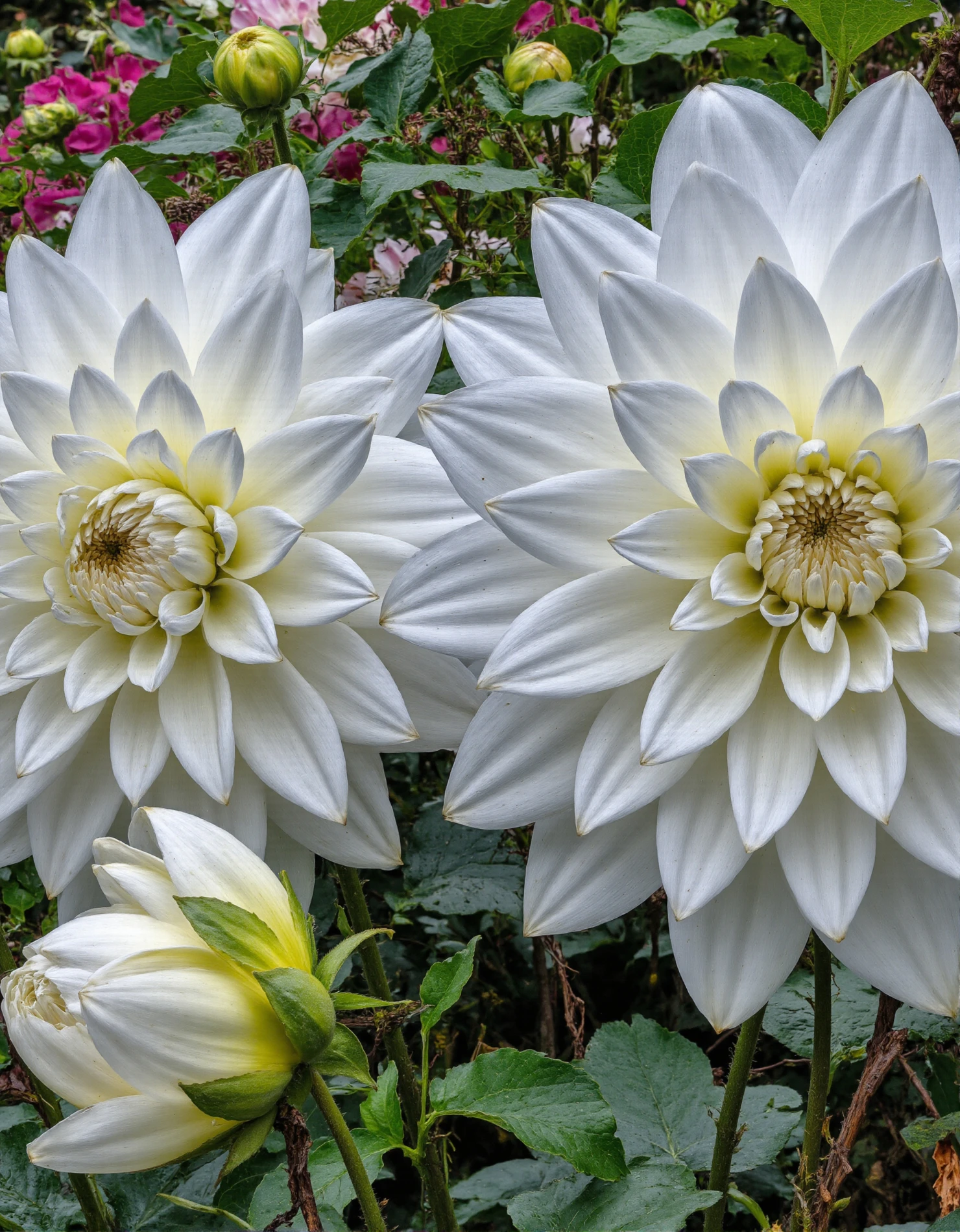 Pristine White Dahlias in a Lush Garden #40535