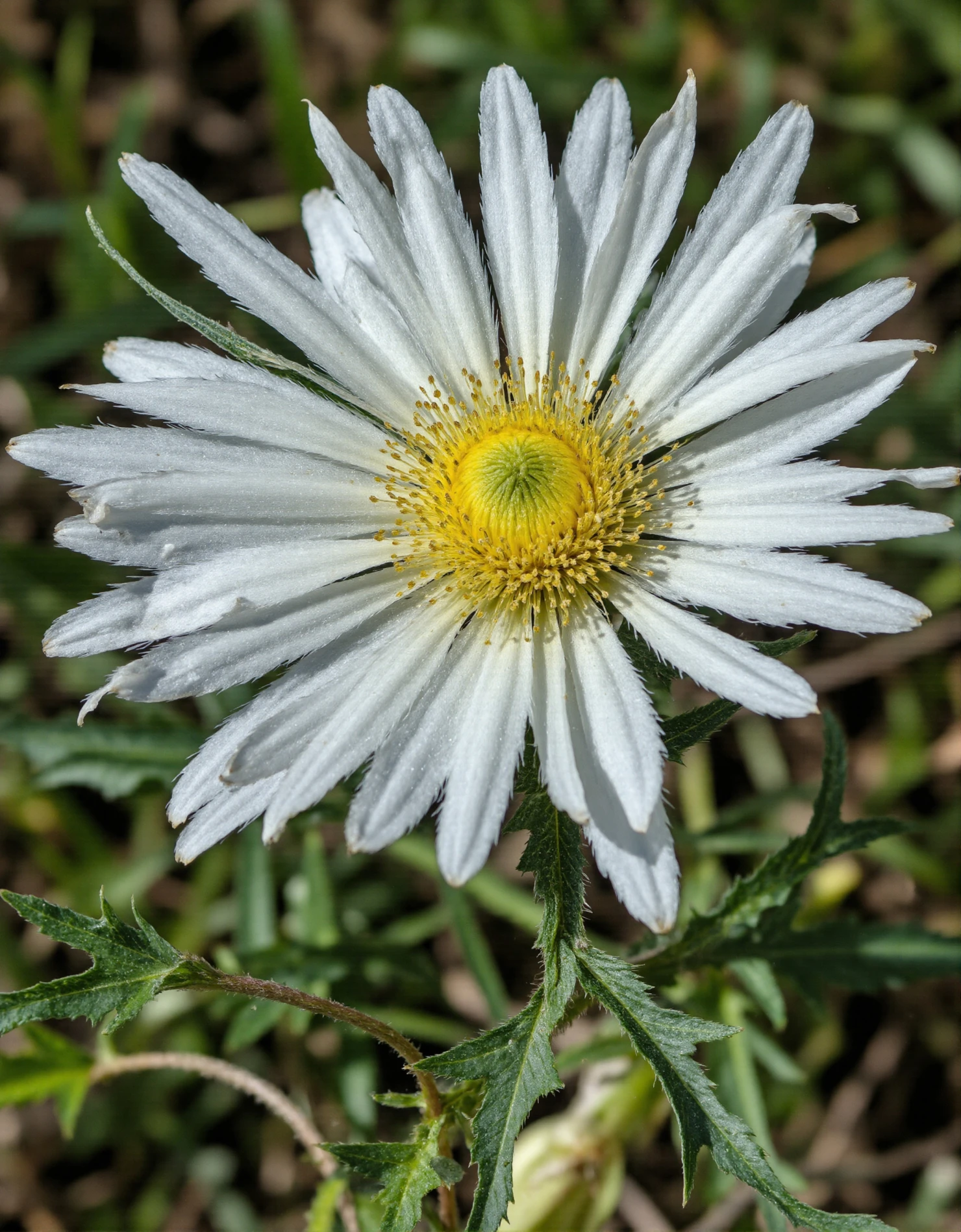 Close-up of a White Daisy with Yellow Center #40536