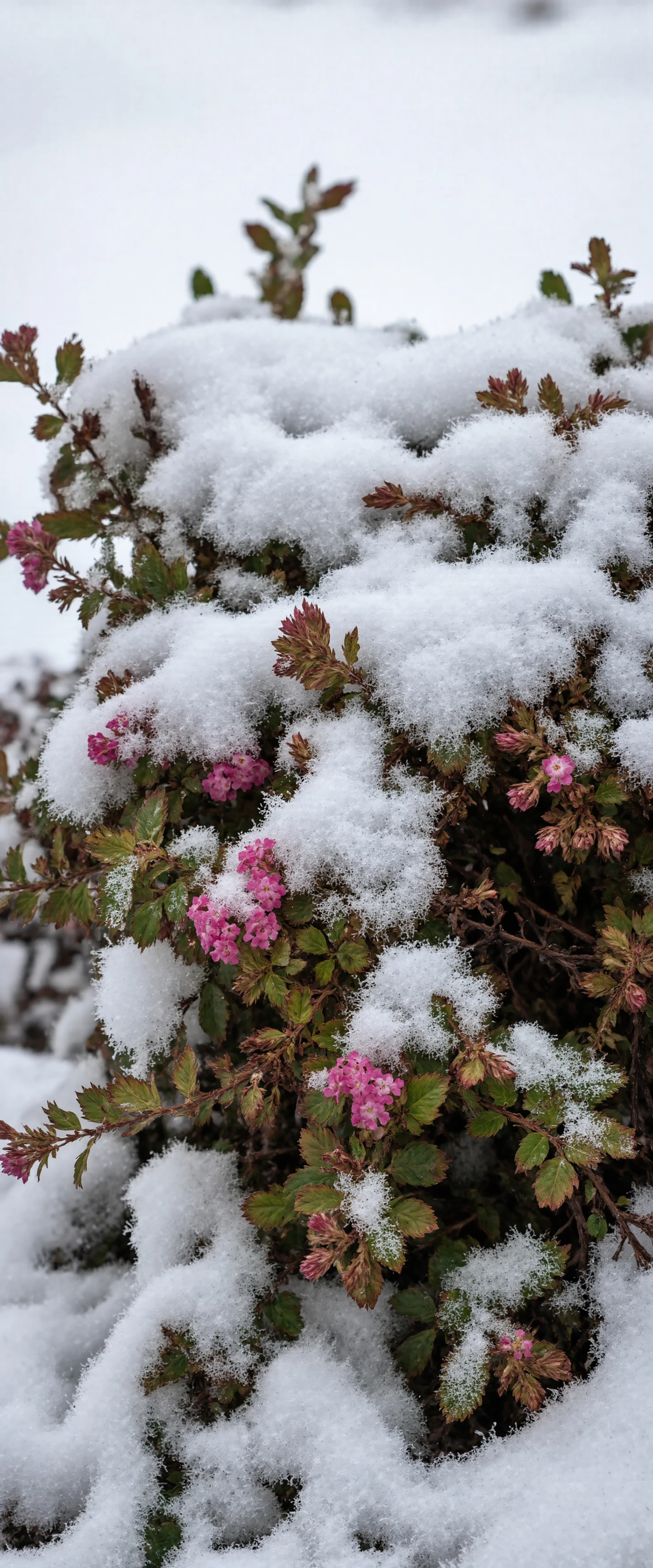 Delicate Pink Flowers Peeking Through Winter Snow #40538