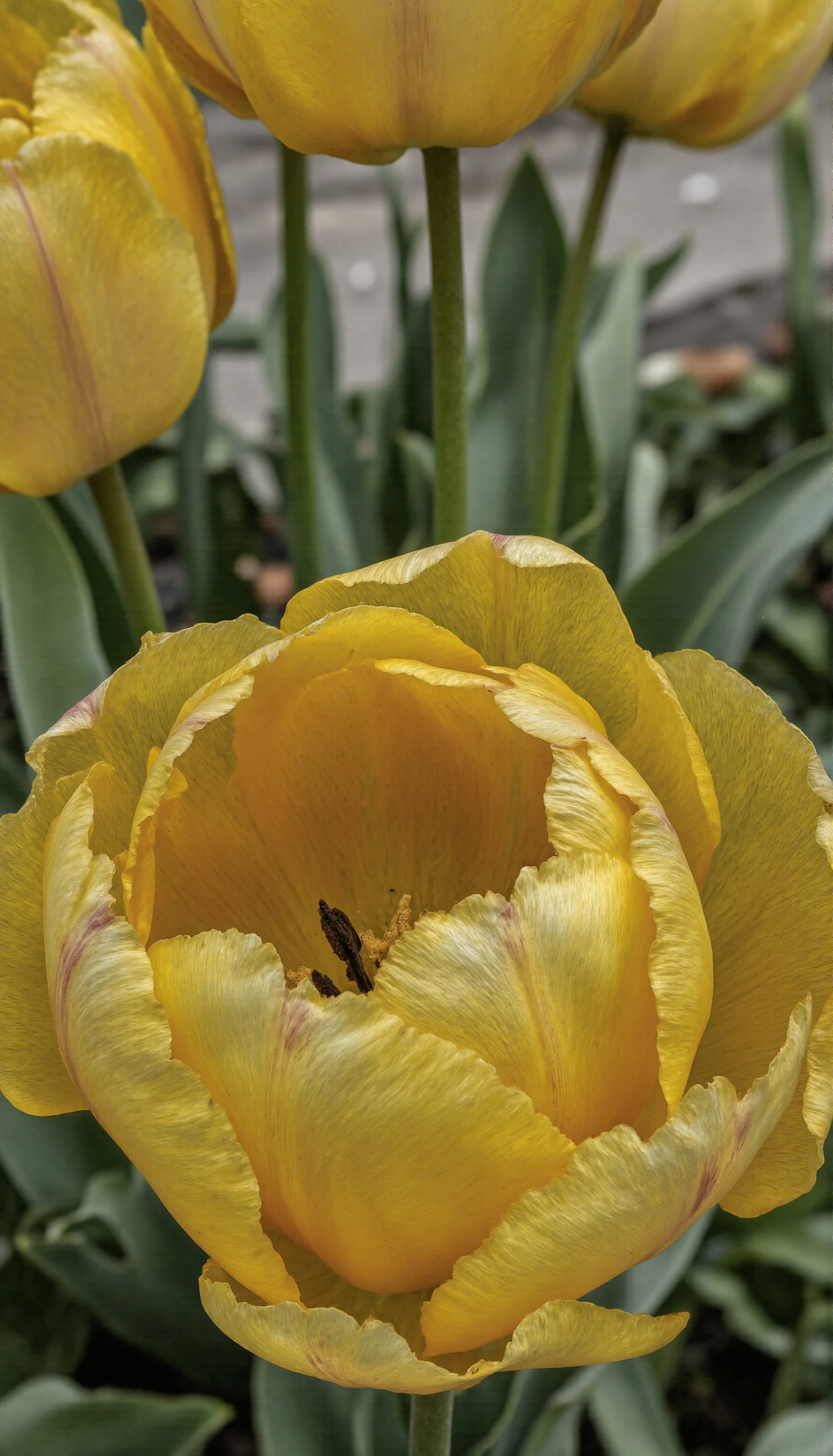 Vibrant Yellow Tulip in Full Bloom #40542